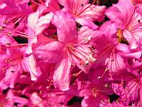 Azalee - Azalea Hatsugiri (fam. Ericacees) (2) (Photo F. Mrugala)